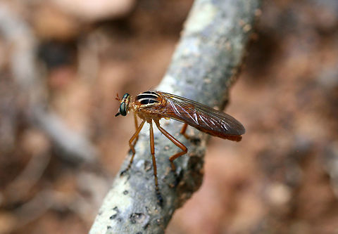 Hanging Thief (Diogmites neoternatus) Flying around the edge of a dense mixed hardwood/coniferous forest in NW Georgia (Gordon County), US.

Adult Hanging Thieves are ambush predators, intercepting the flight of other insects after patiently sitting at rest (what this lovely individual seems to be doing). After capturing prey, this fly feeds by hanging (suspended by one or both front legs) from the stems or leaves of plant branches.

I watched this individual for a few minutes. It perched on this fallen oak branch, watching small insects buzz by. Its head rotated quickly when it noticed other insects flying!
https://www.jungledragon.com/image/64096/hanging_thief_diogmites_neoternatus.html

Cool video of a Hanging thief with prey:
https://www.youtube.com/watch?v=_Uha_08TZZQ Diogmites neoternatus,Geotagged,Summer,United States,neoternatus