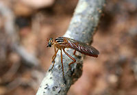 Hanging Thief (Diogmites neoternatus) Flying around the edge of a dense mixed hardwood/coniferous forest in NW Georgia (Gordon County), US.<br />
<br />
Adult Hanging Thieves are ambush predators, intercepting the flight of other insects after patiently sitting at rest (what this lovely individual seems to be doing). After capturing prey, this fly feeds by hanging (suspended by one or both front legs) from the stems or leaves of plant branches.<br />
<br />
I watched this individual for a few minutes. It perched on this fallen oak branch, watching small insects buzz by. Its head rotated quickly when it noticed other insects flying!<br />
https://www.jungledragon.com/image/64096/hanging_thief_diogmites_neoternatus.html<br />
<br />
Cool video of a Hanging thief with prey:<br />
https://www.youtube.com/watch?v=_Uha_08TZZQ Diogmites neoternatus,Geotagged,Summer,United States,neoternatus
