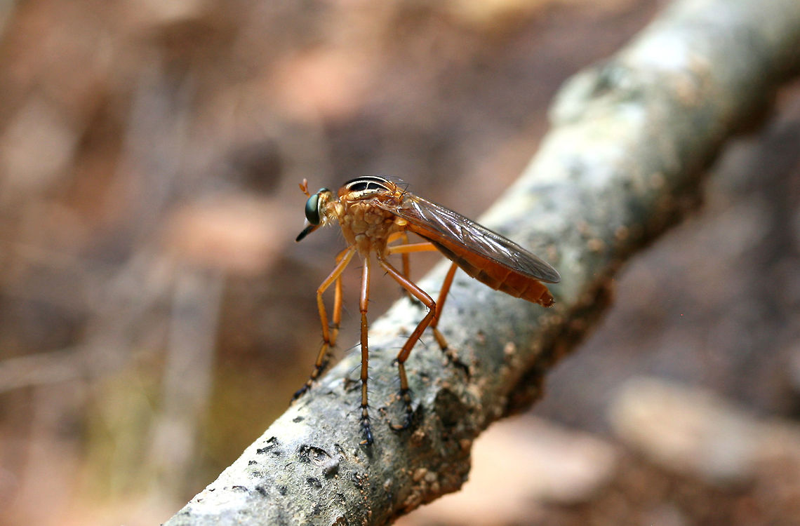 Hanging Thief (Diogmites neoternatus) Flying around the edge of a dense mixed hardwood/coniferous forest in NW Georgia (Gordon County), US.<br />
<br />
Adult Hanging Thieves are ambush predators, intercepting the flight of other insects after patiently sitting at rest (what this lovely individual seems to be doing). After capturing prey, this fly feeds by hanging (suspended by one or both front legs) from the stems or leaves of plant branches.<br />
<br />
I watched this individual for a few minutes. It perched on this fallen oak branch, watching small insects buzz by. Its head rotated quickly when it noticed other insects flying!<br />
<figure class="photo"><a href="https://www.jungledragon.com/image/64095/hanging_thief_diogmites_neoternatus.html" title="Hanging Thief (Diogmites neoternatus)"><img src="https://s3.amazonaws.com/media.jungledragon.com/images/3231/64095_thumb.jpg?AWSAccessKeyId=05GMT0V3GWVNE7GGM1R2&Expires=1767225610&Signature=TOsKMFLD%2BunqE9o2N1dqmSKArXI%3D" width="200" height="140" alt="Hanging Thief (Diogmites neoternatus) Flying around the edge of a dense mixed hardwood/coniferous forest in NW Georgia (Gordon County), US.<br />
<br />
Adult Hanging Thieves are ambush predators, intercepting the flight of other insects after patiently sitting at rest (what this lovely individual seems to be doing). After capturing prey, this fly feeds by hanging (suspended by one or both front legs) from the stems or leaves of plant branches.<br />
<br />
I watched this individual for a few minutes. It perched on this fallen oak branch, watching small insects buzz by. Its head rotated quickly when it noticed other insects flying!<br />
https://www.jungledragon.com/image/64096/hanging_thief_diogmites_neoternatus.html<br />
<br />
Cool video of a Hanging thief with prey:<br />
https://www.youtube.com/watch?v=_Uha_08TZZQ Diogmites neoternatus,Geotagged,Summer,United States,neoternatus" /></a></figure><br />
Cool video of a Hanging thief with prey:<br />
<section class="video"><iframe width="448" height="282" src="https://www.youtube-nocookie.com/embed/_Uha_08TZZQ?hd=1&autoplay=0&rel=0" frameborder="0" allowfullscreen></iframe></section> Diogmites neoternatus,Geotagged,Summer,United States,neoternatus
