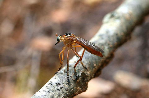 Hanging Thief (Diogmites neoternatus) Flying around the edge of a dense mixed hardwood/coniferous forest in NW Georgia (Gordon County), US.

Adult Hanging Thieves are ambush predators, intercepting the flight of other insects after patiently sitting at rest (what this lovely individual seems to be doing). After capturing prey, this fly feeds by hanging (suspended by one or both front legs) from the stems or leaves of plant branches.

I watched this individual for a few minutes. It perched on this fallen oak branch, watching small insects buzz by. Its head rotated quickly when it noticed other insects flying!
https://www.jungledragon.com/image/64095/hanging_thief_diogmites_neoternatus.html
Cool video of a Hanging thief with prey:
https://www.youtube.com/watch?v=_Uha_08TZZQ Diogmites neoternatus,Geotagged,Summer,United States,neoternatus