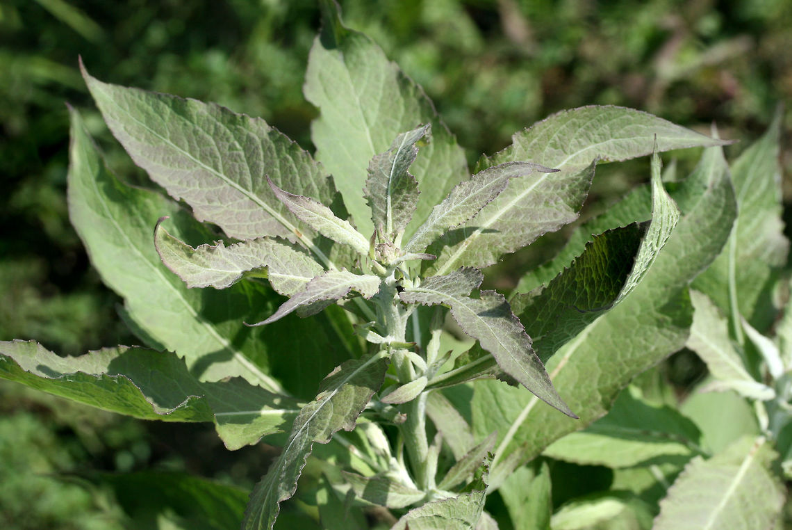 Camphorweed (Pluchea sp.) These plants are growing in the drainage ditches in my overgrown yard. They have a "frosted" appearance, and the leaves are highly aromatic. <br />
<br />
I'm probably going to have to wait on these to bloom to get a proper ID as some of the identifying features are flower structures!<br />
<figure class="photo"><a href="https://www.jungledragon.com/image/64115/camphorweed_pluchea_sp.html" title="Camphorweed (Pluchea sp.)"><img src="https://s3.amazonaws.com/media.jungledragon.com/images/3231/64115_thumb.jpg?AWSAccessKeyId=05GMT0V3GWVNE7GGM1R2&Expires=1763596810&Signature=QuUTSjl0U6H9nO%2FDwFuZb%2F11B1s%3D" width="102" height="152" alt="Camphorweed (Pluchea sp.) These plants are growing in the drainage ditches in my overgrown yard. They have a "frosted" appearance, and the leaves are highly aromatic. <br />
<br />
I'm probably going to have to wait on these to bloom to get a proper ID as some of the identifying features are flower structures!<br />
https://www.jungledragon.com/image/64114/camphorweed_pluchea_sp.html Camphor-Weed,Geotagged,Pluchea camphorata,Summer,United States" /></a></figure> Camphor-Weed,Geotagged,Pluchea camphorata,Summer,United States