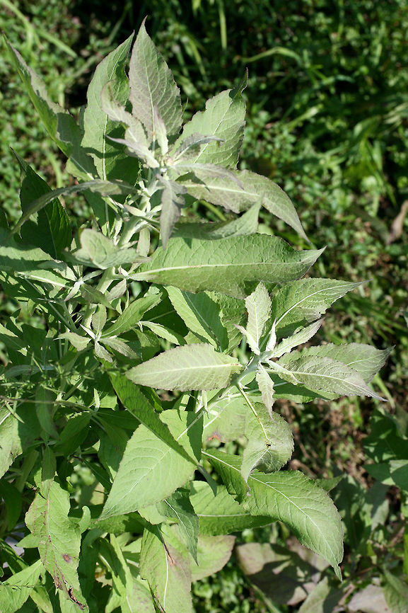 Camphorweed (Pluchea sp.) These plants are growing in the drainage ditches in my overgrown yard. They have a "frosted" appearance, and the leaves are highly aromatic.  <br />
<br />
I'm probably going to have to wait on these to bloom to get a proper ID as some of the identifying features are flower structures!<br />
<figure class="photo"><a href="https://www.jungledragon.com/image/64114/camphorweed_pluchea_sp.html" title="Camphorweed (Pluchea sp.)"><img src="https://s3.amazonaws.com/media.jungledragon.com/images/3231/64114_thumb.jpg?AWSAccessKeyId=05GMT0V3GWVNE7GGM1R2&Expires=1769040010&Signature=p%2FtfCyPMEJPcueTsBx4oSS3RcXs%3D" width="200" height="134" alt="Camphorweed (Pluchea sp.) These plants are growing in the drainage ditches in my overgrown yard. They have a "frosted" appearance, and the leaves are highly aromatic. <br />
<br />
I'm probably going to have to wait on these to bloom to get a proper ID as some of the identifying features are flower structures!<br />
https://www.jungledragon.com/image/64115/camphorweed_pluchea_sp.html Camphor-Weed,Geotagged,Pluchea camphorata,Summer,United States" /></a></figure> Camphor-Weed,Geotagged,Pluchea camphorata,Summer,United States