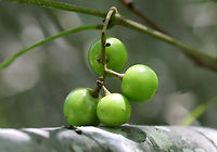 Unripe Muscadine Fruit (Vitis rotundifolia) This vine has been growing in my backyard for decades now, I'm sure. The fruit is usually ripe by mid-August to late-September, depending on conditions.  I checked the vines this morning, and some fruits have already begun turning pink. They will be a dark purple to black when ripe.<br />
https://www.jungledragon.com/image/64117/unripe_muscadine_fruit_vitis_rotundifolia.html Geotagged,Muscadine,Summer,United States,Vitis rotundifolia