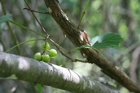 Unripe Muscadine Fruit (Vitis rotundifolia) This vine has been growing in my backyard for decades now, I'm sure. The fruit is usually ripe by mid-August to late-September, depending on conditions. I checked the vines this morning, and some fruits have already begun turning pink. They will be a dark purple to black when ripe.

https://www.jungledragon.com/image/64116/unripe_muscadine_fruit_vitis_rotundifolia.html Geotagged,Muscadine,Summer,United States,Vitis rotundifolia