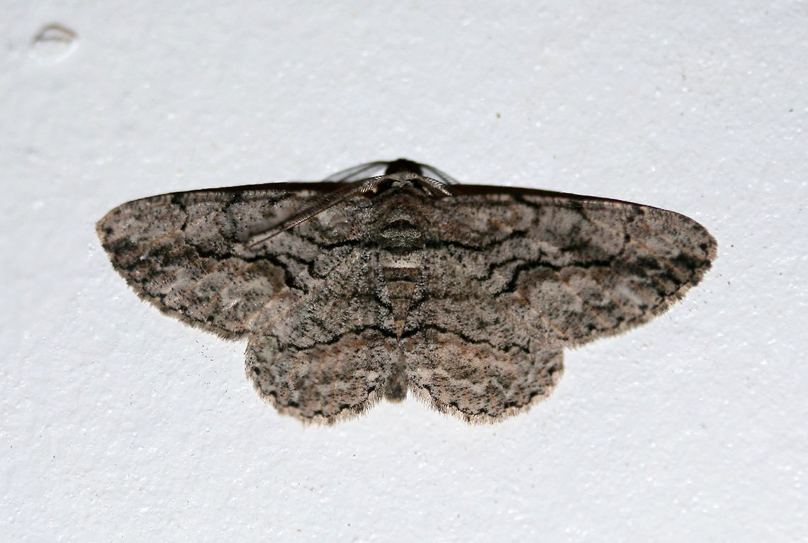 Brown-Shaded Gray Moth (Iridopsis defectaria) Resting on the ceiling of my front porch (near lights). Near an overgrown backyard habitat. Anacamptodes defectaria,Geotagged,Summer,United States,brown-shaded gray moth,iridopsis,iridopsis defectaria,lepidoptera,moth,moths