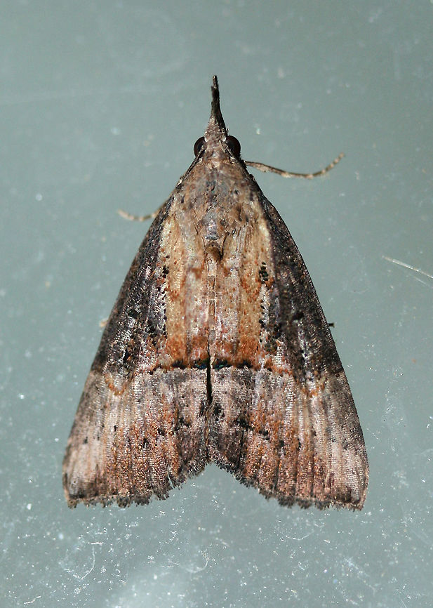 Green Cloverworm Moth (Hypena scabra) Resting on the windows near my front porch lights. Near an overgrown backyard habitat. Geotagged,Green Cloverworm,Hypena scabra,Summer,United States