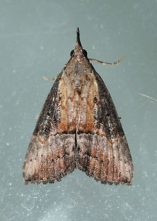 Green Cloverworm Moth (Hypena scabra) Resting on the windows near my front porch lights. Near an overgrown backyard habitat. Geotagged,Green Cloverworm,Hypena scabra,Summer,United States