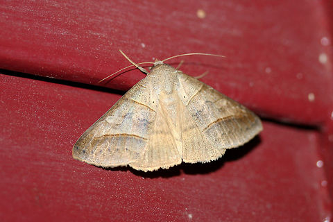Texas Mocis Moth (Mocis texana) At porchlights near an overgrown backyard habitat.

This moth is differentiated from other species by the absence of a subreniform spot and its gentle, curving PM line.
https://bugguide.net/node/view/1461339 API,Geotagged,Lepidoptera,Mocis texana,Summer,United States,mocis,mocis moth,mocis texana,moth,moths,texas mocis moth