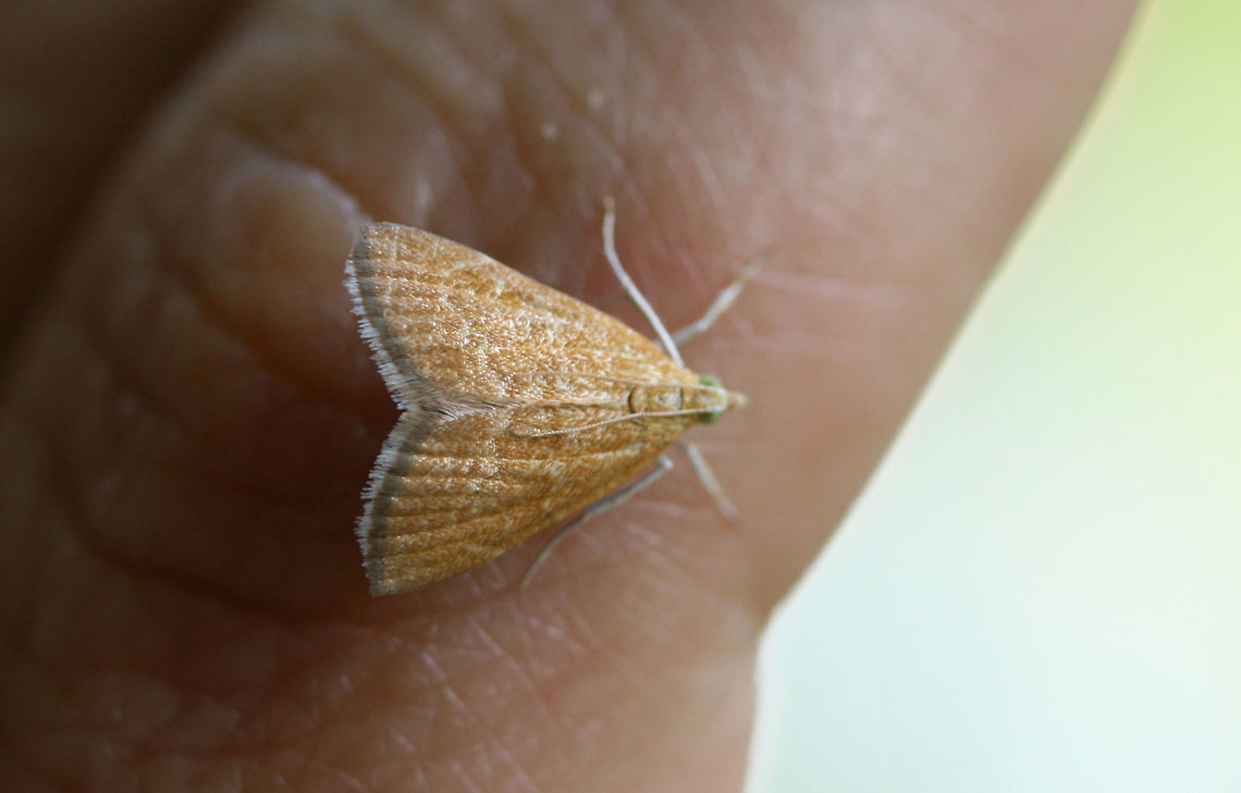 Aethiophysa invisalis I had initially thought that this moth was a faded Glaphyria sequistrialis, but I continued to get pristine individuals like this one (without the &quot;white-roped&quot; forewings). The dark band with white fringe was also throwing me off of this ID completely. I&#039;m pretty sure this is Aethiophysa sp. (possibly Aethiophysa invisalis). I&#039;m waiting for the experts to weigh in!<br />
<br />
Update: James Adams (my former professor &amp; Lep expert) confirmed! Aethiophysa invisalis,Geotagged,Summer,United States,lepidoptera,moth,moths