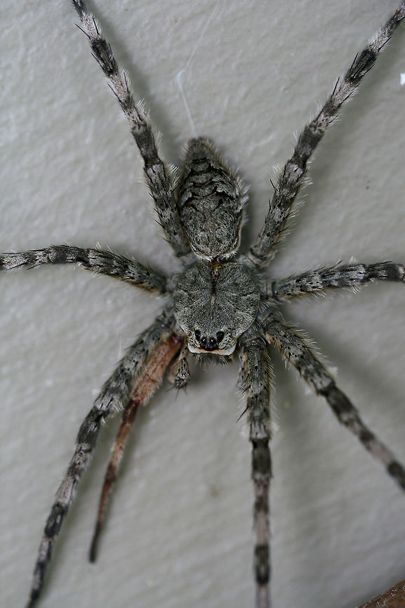 White-Banded Fishing Spider (Dolomedes albineus) -  ♀ Hanging out on a wall near porch lights (near an overgrown backyard habitat) in NW Georgia (Gordon County), US. July 16, 2018. VERY LARGE. Around 4 inch width! Appears to have lost and regrown a front leg.<br />
<br />
How can one not smile when looking at this cutie!? Just look at that face!<br />
<br />
<figure class="photo"><a href="https://www.jungledragon.com/image/64129/white-banded_fishing_spider_dolomedes_albineus_-_.html" title="White-Banded Fishing Spider (Dolomedes albineus) -  ♀"><img src="https://s3.amazonaws.com/media.jungledragon.com/images/3231/64129_thumb.jpg?AWSAccessKeyId=05GMT0V3GWVNE7GGM1R2&Expires=1759968010&Signature=yJapAoPv9rtnwb6XBqF8NsDzz8E%3D" width="106" height="152" alt="White-Banded Fishing Spider (Dolomedes albineus) -  ♀ Hanging out on a wall near porch lights (near an overgrown backyard habitat) in NW Georgia (Gordon County), US. July 16, 2018. VERY LARGE. Around 4 inch width! Appears to have lost and regrown a front leg.<br />
<br />
How can one not smile when looking at this cutie!? Just look at that face!<br />
https://www.jungledragon.com/image/64127/dolomedes_albineus.html<br />
https://www.jungledragon.com/image/64128/dolomedes_albineus.html<br />
<br />
Not the best quality video, but you can see how effective they are at hunting!<br />
https://www.youtube.com/watch?v=40cDlghWKps<br />
Young Dolomedes albineus ballooning:<br />
https://www.youtube.com/watch?v=iD-dDUCx6Q0 Dolomedes albineus,Geotagged,Summer,United States" /></a></figure><br />
<figure class="photo"><a href="https://www.jungledragon.com/image/64128/white-banded_fishing_spider_dolomedes_albineus_-_.html" title="White-Banded Fishing Spider (Dolomedes albineus) -  ♀"><img src="https://s3.amazonaws.com/media.jungledragon.com/images/3231/64128_thumb.jpg?AWSAccessKeyId=05GMT0V3GWVNE7GGM1R2&Expires=1759968010&Signature=TuDeY7ei1hAxkC5ZCgjwF%2F6Ip3I%3D" width="104" height="152" alt="White-Banded Fishing Spider (Dolomedes albineus) -  ♀ Hanging out on a wall near porch lights (near an overgrown backyard habitat) in NW Georgia (Gordon County), US. July 16, 2018. VERY LARGE. Around 4 inch width! Appears to have lost and regrown a front leg.<br />
<br />
How can one not smile when looking at this cutie!? Just look at that face!<br />
https://www.jungledragon.com/image/64129/dolomedes_albineus.html<br />
https://www.jungledragon.com/image/64127/dolomedes_albineus.html<br />
<br />
Not the best quality video, but you can see how effective they are at hunting!<br />
https://www.youtube.com/watch?v=40cDlghWKps<br />
Young Dolomedes albineus ballooning:<br />
https://www.youtube.com/watch?v=iD-dDUCx6Q0 Dolomedes albineus,Geotagged,Summer,United States" /></a></figure><br />
<br />
Not the best quality video, but you can see how effective they are at hunting!<br />
<section class="video"><iframe width="448" height="282" src="https://www.youtube-nocookie.com/embed/40cDlghWKps?hd=1&autoplay=0&rel=0" frameborder="0" allowfullscreen></iframe></section><br />
Young Dolomedes albineus ballooning:<br />
<section class="video"><iframe width="448" height="282" src="https://www.youtube-nocookie.com/embed/iD-dDUCx6Q0?hd=1&autoplay=0&rel=0" frameborder="0" allowfullscreen></iframe></section> Dolomedes albineus,Geotagged,Summer,United States