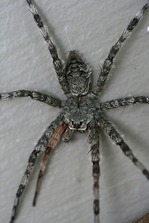 White-Banded Fishing Spider (Dolomedes albineus) -  ♀ Hanging out on a wall near porch lights (near an overgrown backyard habitat) in NW Georgia (Gordon County), US. July 16, 2018. VERY LARGE. Around 4 inch width! Appears to have lost and regrown a front leg.

How can one not smile when looking at this cutie!? Just look at that face!

https://www.jungledragon.com/image/64129/dolomedes_albineus.html
https://www.jungledragon.com/image/64128/dolomedes_albineus.html

Not the best quality video, but you can see how effective they are at hunting!
https://www.youtube.com/watch?v=40cDlghWKps
Young Dolomedes albineus ballooning:
https://www.youtube.com/watch?v=iD-dDUCx6Q0 Dolomedes albineus,Geotagged,Summer,United States