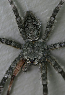 White-Banded Fishing Spider (Dolomedes albineus) -  ♀ Hanging out on a wall near porch lights (near an overgrown backyard habitat) in NW Georgia (Gordon County), US. July 16, 2018. VERY LARGE. Around 4 inch width! Appears to have lost and regrown a front leg.

How can one not smile when looking at this cutie!? Just look at that face!
https://www.jungledragon.com/image/64129/dolomedes_albineus.html
https://www.jungledragon.com/image/64127/dolomedes_albineus.html

Not the best quality video, but you can see how effective they are at hunting!
https://www.youtube.com/watch?v=40cDlghWKps
Young Dolomedes albineus ballooning:
https://www.youtube.com/watch?v=iD-dDUCx6Q0 Dolomedes albineus,Geotagged,Summer,United States