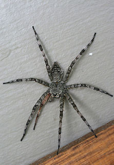 White-Banded Fishing Spider (Dolomedes albineus) -  ♀ Hanging out on a wall near porch lights (near an overgrown backyard habitat) in NW Georgia (Gordon County), US. July 16, 2018. VERY LARGE. Around 4 inch width! Appears to have lost and regrown a front leg.

How can one not smile when looking at this cutie!? Just look at that face!
https://www.jungledragon.com/image/64127/dolomedes_albineus.html
https://www.jungledragon.com/image/64128/dolomedes_albineus.html

Not the best quality video, but you can see how effective they are at hunting!
https://www.youtube.com/watch?v=40cDlghWKps
Young Dolomedes albineus ballooning:
https://www.youtube.com/watch?v=iD-dDUCx6Q0 Dolomedes albineus,Geotagged,Summer,United States