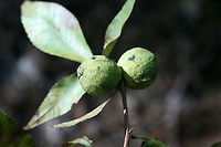 Shagbark Hickory (Carya ovata) Growing in a dense mixed hardwood/coniferous forest in NW Georgia (Gordon County), US.<br />
https://www.jungledragon.com/image/64165/shagbark_hickory_carya_ovata.html<br />
https://www.jungledragon.com/image/64164/shagbark_hickory_carya_ovata.html<br />
 Carya ovata,Geotagged,Shagbark hickory,Summer,United States