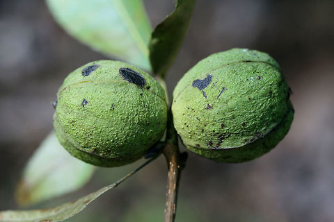 Shagbark Hickory (Carya ovata) Growing in a dense mixed hardwood/coniferous forest in NW Georgia (Gordon County), US.
https://www.jungledragon.com/image/64163/shagbark_hickory_carya_ovata.html
https://www.jungledragon.com/image/64165/shagbark_hickory_carya_ovata.html
 Carya ovata,Geotagged,Shagbark hickory,Summer,United States