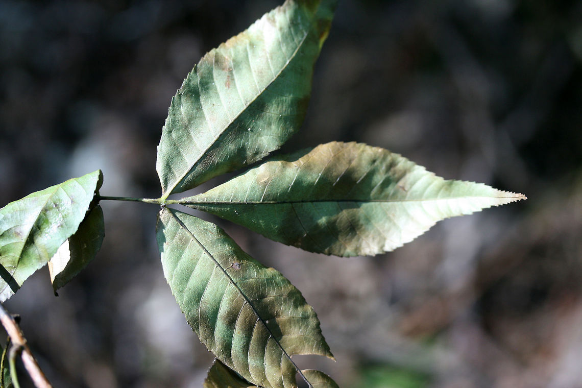 Shagbark Hickory (Carya ovata) Growing in a dense mixed hardwood/coniferous forest in NW Georgia (Gordon County), US.<br />
<figure class="photo"><a href="https://www.jungledragon.com/image/64163/shagbark_hickory_carya_ovata.html" title="Shagbark Hickory (Carya ovata)"><img src="https://s3.amazonaws.com/media.jungledragon.com/images/3231/64163_thumb.jpg?AWSAccessKeyId=05GMT0V3GWVNE7GGM1R2&Expires=1769040010&Signature=aHrGbG8q26HeqaHH1gcRL5ph6gc%3D" width="200" height="134" alt="Shagbark Hickory (Carya ovata) Growing in a dense mixed hardwood/coniferous forest in NW Georgia (Gordon County), US.<br />
https://www.jungledragon.com/image/64165/shagbark_hickory_carya_ovata.html<br />
https://www.jungledragon.com/image/64164/shagbark_hickory_carya_ovata.html<br />
 Carya ovata,Geotagged,Shagbark hickory,Summer,United States" /></a></figure><br />
<figure class="photo"><a href="https://www.jungledragon.com/image/64164/shagbark_hickory_carya_ovata.html" title="Shagbark Hickory (Carya ovata)"><img src="https://s3.amazonaws.com/media.jungledragon.com/images/3231/64164_thumb.jpg?AWSAccessKeyId=05GMT0V3GWVNE7GGM1R2&Expires=1769040010&Signature=GgQS1uP7mlpSeBu40XlwJCeip7Q%3D" width="200" height="134" alt="Shagbark Hickory (Carya ovata) Growing in a dense mixed hardwood/coniferous forest in NW Georgia (Gordon County), US.<br />
https://www.jungledragon.com/image/64163/shagbark_hickory_carya_ovata.html<br />
https://www.jungledragon.com/image/64165/shagbark_hickory_carya_ovata.html<br />
 Carya ovata,Geotagged,Shagbark hickory,Summer,United States" /></a></figure><br />
 Carya ovata,Geotagged,Shagbark hickory,Summer,United States
