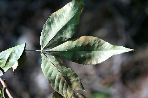Shagbark Hickory (Carya ovata) Growing in a dense mixed hardwood/coniferous forest in NW Georgia (Gordon County), US.
https://www.jungledragon.com/image/64163/shagbark_hickory_carya_ovata.html
https://www.jungledragon.com/image/64164/shagbark_hickory_carya_ovata.html
 Carya ovata,Geotagged,Shagbark hickory,Summer,United States