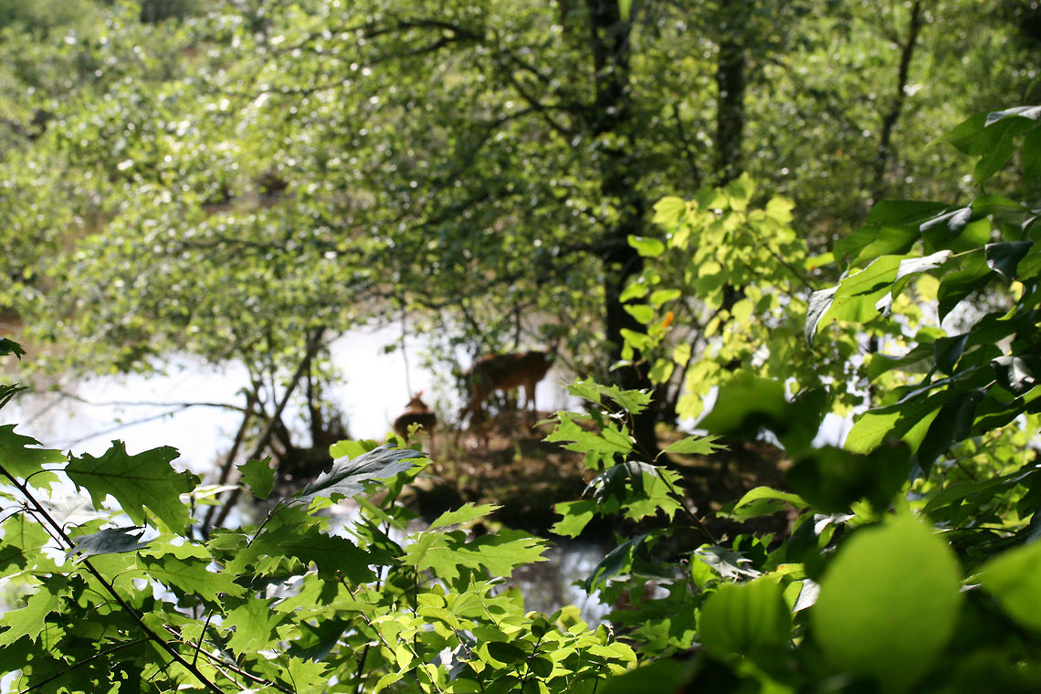 White-Tailed Deer (Odocoileus virginianus) - Doe and Her Fawn An intimate moment between a mother and child! Unfortunately, I only had my macro lens with me during this hike, so the pictures were not as wonderful as I would have liked!<br />
<br />
These two were out on a peninsula in a wetland in Gwinnett County, GA.<br />
<figure class="photo"><a href="https://www.jungledragon.com/image/64167/white-tailed_deer_odocoileus_virginianus_-_doe_and_her_fawn.html" title="White-Tailed Deer (Odocoileus virginianus) - Doe and Her Fawn"><img src="https://s3.amazonaws.com/media.jungledragon.com/images/3231/64167_thumb.jpg?AWSAccessKeyId=05GMT0V3GWVNE7GGM1R2&Expires=1769040010&Signature=CDk7tH0yQHrmfXizsJdpQ%2F5qQHg%3D" width="102" height="152" alt="White-Tailed Deer (Odocoileus virginianus) - Doe and Her Fawn An intimate moment between a mother and child! In this photo, the fawn is nursing. So sweet! Unfortunately, I only had my macro lens with me during this hike, so the pictures were not as wonderful as I would have liked!<br />
<br />
These two were out on a peninsula in a wetland in Gwinnett County, GA.<br />
https://www.jungledragon.com/image/64169/white-tailed_deer_odocoileus_virginianus_-_doe_and_her_fawn.html<br />
https://www.jungledragon.com/image/64166/white-tailed_deer_odocoileus_virginianus_-_doe_and_her_fawn.html Geotagged,Odocoileus virginianus,Summer,United States,White-tailed deer" /></a></figure><br />
<figure class="photo"><a href="https://www.jungledragon.com/image/64169/white-tailed_deer_odocoileus_virginianus_-_doe_and_her_fawn.html" title="White-Tailed Deer (Odocoileus virginianus) - Doe and Her Fawn"><img src="https://s3.amazonaws.com/media.jungledragon.com/images/3231/64169_thumb.jpg?AWSAccessKeyId=05GMT0V3GWVNE7GGM1R2&Expires=1769040010&Signature=%2F6Z9Ifjs4bj1AiauD8yoTluo3Vs%3D" width="102" height="152" alt="White-Tailed Deer (Odocoileus virginianus) - Doe and Her Fawn An intimate moment between a mother and child! A shot of the fawn nursing! Unfortunately, I only had my macro lens with me during this hike, so the pictures were not as wonderful as I would have liked!<br />
<br />
These two were out on a peninsula in a wetland in Gwinnett County, GA.<br />
https://www.jungledragon.com/image/64167/white-tailed_deer_odocoileus_virginianus_-_doe_and_her_fawn.html<br />
https://www.jungledragon.com/image/64166/white-tailed_deer_odocoileus_virginianus_-_doe_and_her_fawn.html Geotagged,Odocoileus virginianus,Summer,United States,White-tailed deer,wetland,wetlands" /></a></figure> Geotagged,Odocoileus virginianus,Summer,United States,White-tailed deer