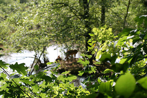 White-Tailed Deer (Odocoileus virginianus) - Doe and Her Fawn An intimate moment between a mother and child! Unfortunately, I only had my macro lens with me during this hike, so the pictures were not as wonderful as I would have liked!

These two were out on a peninsula in a wetland in Gwinnett County, GA.
https://www.jungledragon.com/image/64167/white-tailed_deer_odocoileus_virginianus_-_doe_and_her_fawn.html
https://www.jungledragon.com/image/64169/white-tailed_deer_odocoileus_virginianus_-_doe_and_her_fawn.html Geotagged,Odocoileus virginianus,Summer,United States,White-tailed deer