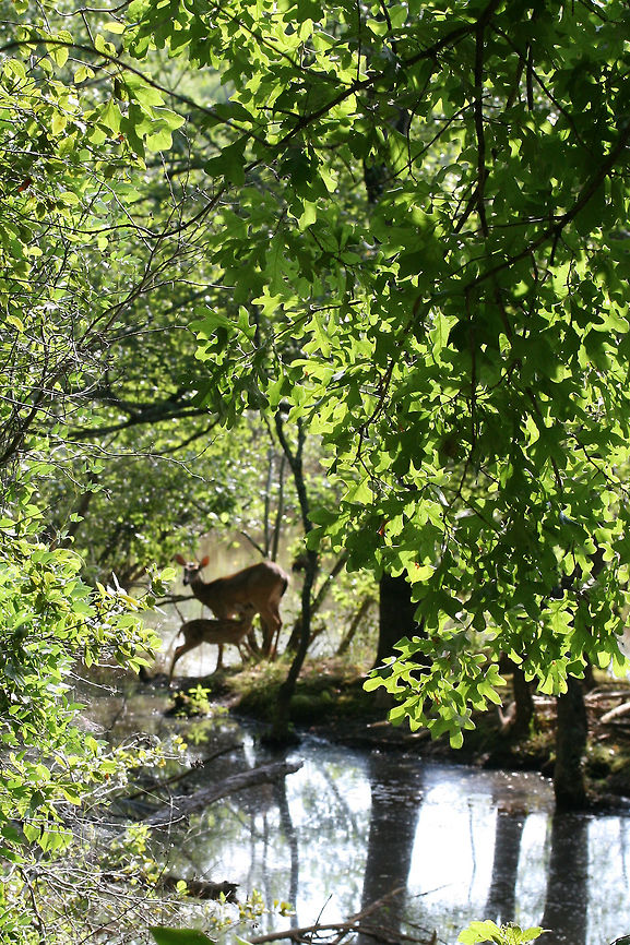 White-Tailed Deer (Odocoileus virginianus) - Doe and Her Fawn An intimate moment between a mother and child! In this photo, the fawn is nursing. So sweet! Unfortunately, I only had my macro lens with me during this hike, so the pictures were not as wonderful as I would have liked!<br />
<br />
These two were out on a peninsula in a wetland in Gwinnett County, GA.<br />
<figure class="photo"><a href="https://www.jungledragon.com/image/64169/white-tailed_deer_odocoileus_virginianus_-_doe_and_her_fawn.html" title="White-Tailed Deer (Odocoileus virginianus) - Doe and Her Fawn"><img src="https://s3.amazonaws.com/media.jungledragon.com/images/3231/64169_thumb.jpg?AWSAccessKeyId=05GMT0V3GWVNE7GGM1R2&Expires=1769040010&Signature=%2F6Z9Ifjs4bj1AiauD8yoTluo3Vs%3D" width="102" height="152" alt="White-Tailed Deer (Odocoileus virginianus) - Doe and Her Fawn An intimate moment between a mother and child! A shot of the fawn nursing! Unfortunately, I only had my macro lens with me during this hike, so the pictures were not as wonderful as I would have liked!<br />
<br />
These two were out on a peninsula in a wetland in Gwinnett County, GA.<br />
https://www.jungledragon.com/image/64167/white-tailed_deer_odocoileus_virginianus_-_doe_and_her_fawn.html<br />
https://www.jungledragon.com/image/64166/white-tailed_deer_odocoileus_virginianus_-_doe_and_her_fawn.html Geotagged,Odocoileus virginianus,Summer,United States,White-tailed deer,wetland,wetlands" /></a></figure><br />
<figure class="photo"><a href="https://www.jungledragon.com/image/64166/white-tailed_deer_odocoileus_virginianus_-_doe_and_her_fawn.html" title="White-Tailed Deer (Odocoileus virginianus) - Doe and Her Fawn"><img src="https://s3.amazonaws.com/media.jungledragon.com/images/3231/64166_thumb.jpg?AWSAccessKeyId=05GMT0V3GWVNE7GGM1R2&Expires=1769040010&Signature=IFI9mlRrdFPwGTKXVXHyRHOlK1o%3D" width="200" height="134" alt="White-Tailed Deer (Odocoileus virginianus) - Doe and Her Fawn An intimate moment between a mother and child! Unfortunately, I only had my macro lens with me during this hike, so the pictures were not as wonderful as I would have liked!<br />
<br />
These two were out on a peninsula in a wetland in Gwinnett County, GA.<br />
https://www.jungledragon.com/image/64167/white-tailed_deer_odocoileus_virginianus_-_doe_and_her_fawn.html<br />
https://www.jungledragon.com/image/64169/white-tailed_deer_odocoileus_virginianus_-_doe_and_her_fawn.html Geotagged,Odocoileus virginianus,Summer,United States,White-tailed deer" /></a></figure> Geotagged,Odocoileus virginianus,Summer,United States,White-tailed deer