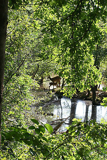 White-Tailed Deer (Odocoileus virginianus) - Doe and Her Fawn An intimate moment between a mother and child! A shot of the fawn nursing! Unfortunately, I only had my macro lens with me during this hike, so the pictures were not as wonderful as I would have liked!

These two were out on a peninsula in a wetland in Gwinnett County, GA.
https://www.jungledragon.com/image/64167/white-tailed_deer_odocoileus_virginianus_-_doe_and_her_fawn.html
https://www.jungledragon.com/image/64166/white-tailed_deer_odocoileus_virginianus_-_doe_and_her_fawn.html Geotagged,Odocoileus virginianus,Summer,United States,White-tailed deer,wetland,wetlands