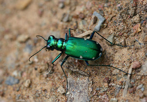 Six-spotted Tiger Beetle (Cicindela sexguttata) At a dirt road clearing in a dense mixed hardwood/coniferous forest in NW Georgia (Gordon County), US.
 Cicindela sexguttata,Geotagged,Six-Spotted Tiger Beetle,Summer,United States