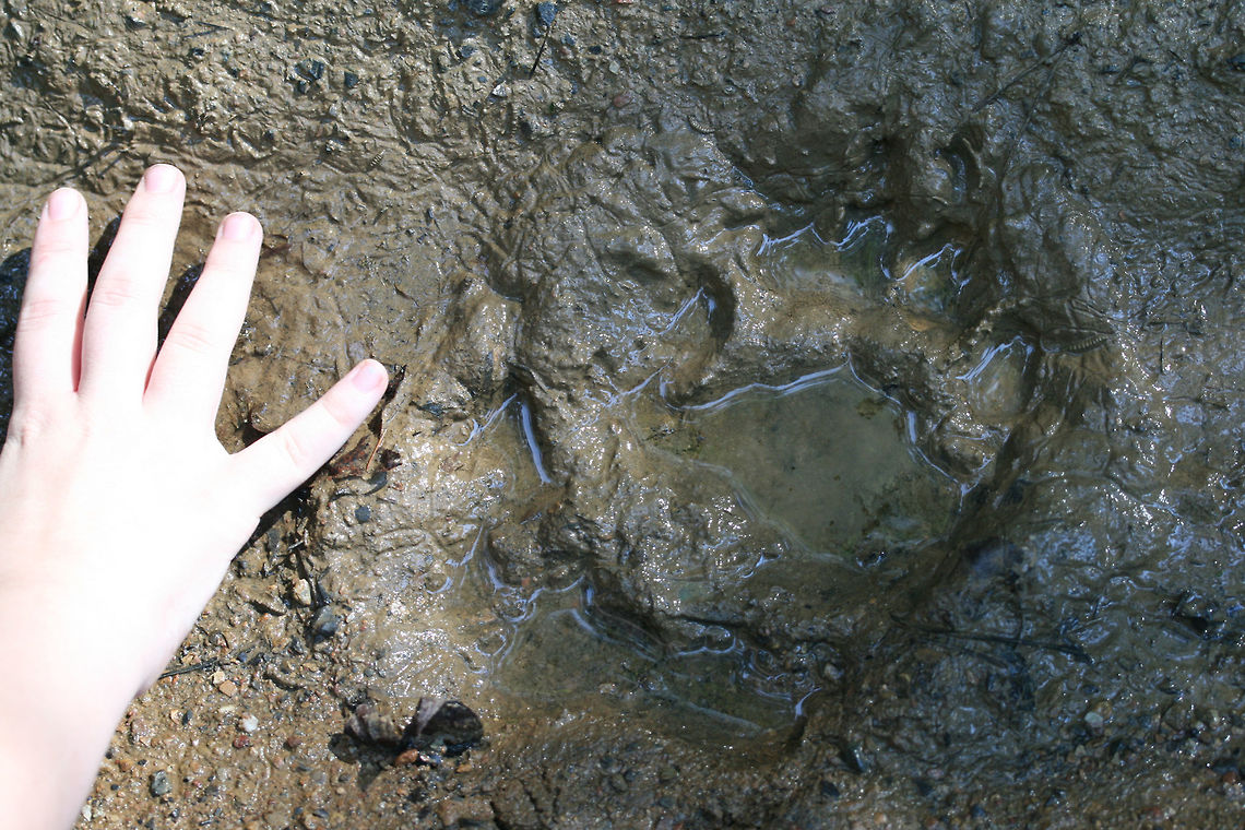 Young American Black Bear Track (Ursus americanus) By far the smallest track I have found so far! So adorable! My 13 year-old niece put her hand next to it to compare!<br />
<br />
<figure class="photo"><a href="https://www.jungledragon.com/image/64174/young_american_black_bear_track_ursus_americanus.html" title="Young American Black Bear Track (Ursus americanus)"><img src="https://s3.amazonaws.com/media.jungledragon.com/images/3231/64174_thumb.jpg?AWSAccessKeyId=05GMT0V3GWVNE7GGM1R2&Expires=1759968010&Signature=aPhOybH84ZtnME19hxjx5dJdMpk%3D" width="200" height="134" alt="Young American Black Bear Track (Ursus americanus) By far the smallest track I have found so far! So adorable! <br />
<br />
My 13 year-old niece&#039;s hand next to it for comparison:<br />
https://www.jungledragon.com/image/64173/young_american_black_bear_track_ursus_americanus.html American black bear,Geotagged,Summer,United States,Ursus americanus" /></a></figure> American black bear,Geotagged,Summer,United States,Ursus americanus