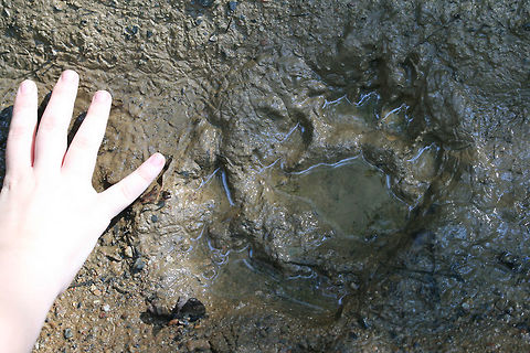Young American Black Bear Track (Ursus americanus) By far the smallest track I have found so far! So adorable! My 13 year-old niece put her hand next to it to compare!

https://www.jungledragon.com/image/64174/young_american_black_bear_track_ursus_americanus.html American black bear,Geotagged,Summer,United States,Ursus americanus