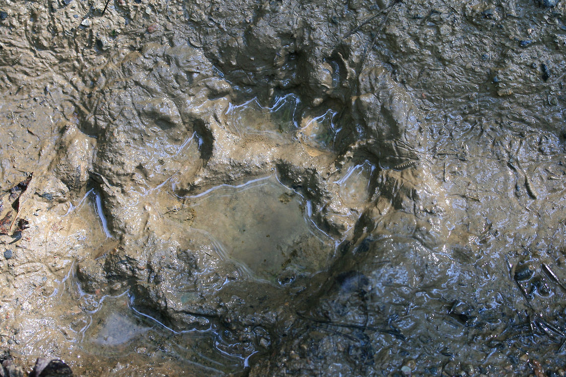 Young American Black Bear Track (Ursus americanus) By far the smallest track I have found so far! So adorable! <br />
<br />
My 13 year-old niece&#039;s hand next to it for comparison:<br />
<figure class="photo"><a href="https://www.jungledragon.com/image/64173/young_american_black_bear_track_ursus_americanus.html" title="Young American Black Bear Track (Ursus americanus)"><img src="https://s3.amazonaws.com/media.jungledragon.com/images/3231/64173_thumb.jpg?AWSAccessKeyId=05GMT0V3GWVNE7GGM1R2&Expires=1765411210&Signature=VoKcAoj5hRujOzW8VnQ3VLqOses%3D" width="200" height="134" alt="Young American Black Bear Track (Ursus americanus) By far the smallest track I have found so far! So adorable! My 13 year-old niece put her hand next to it to compare!<br />
<br />
https://www.jungledragon.com/image/64174/young_american_black_bear_track_ursus_americanus.html American black bear,Geotagged,Summer,United States,Ursus americanus" /></a></figure> American black bear,Geotagged,Summer,United States,Ursus americanus