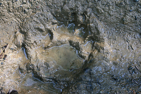 Young American Black Bear Track (Ursus americanus) By far the smallest track I have found so far! So adorable! 
My 13 year-old niece's hand next to it for comparison:
https://www.jungledragon.com/image/64173/young_american_black_bear_track_ursus_americanus.html American black bear,Geotagged,Summer,United States,Ursus americanus