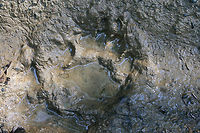 Young American Black Bear Track (Ursus americanus) By far the smallest track I have found so far! So adorable! <br />
<br />
My 13 year-old niece's hand next to it for comparison:<br />
https://www.jungledragon.com/image/64173/young_american_black_bear_track_ursus_americanus.html American black bear,Geotagged,Summer,United States,Ursus americanus