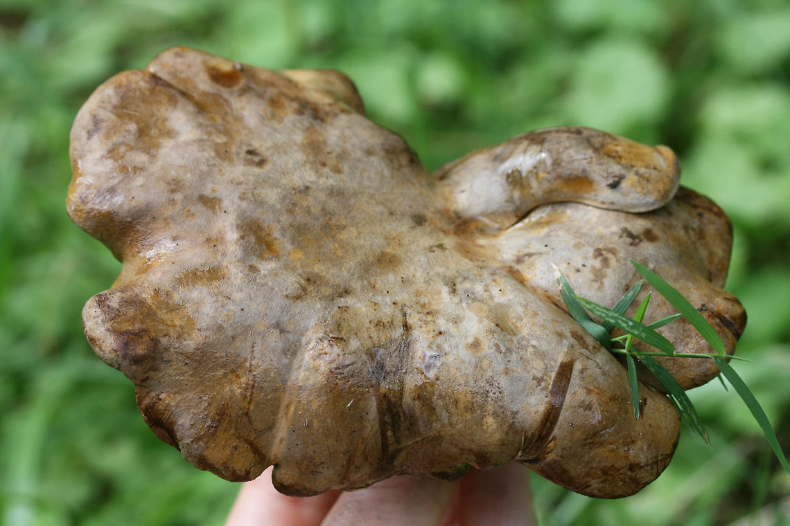 Ash Tree Bolete (Boletinellus merulioides) Growing in a moist, grassy/mossy area in an overgrown backyard habitat (below small maples, honeysuckle, and muscadine). Green ash trees are on the periphery of the yard but are a considerable distance from this location! <br />
--------<br />
Chemical analysis: <br />
KOH- Dark brown to red on pileus. Orange/brown on pores. Pale orange/pink on flesh. Ammonia-Magenta on pileus.<br />
--------<br />
The Ash Tree Bolete, as its common name implies, is typically found from summer through fall, wherever ashes can be found. Despite being found near ash trees, it is does not have a mycorrhizal relationship with these trees. Surprisingly, it is part of a symbiotic relationship with the Leafcurl Ash Aphid (Meliarhizophagus fraxinifolii). The mycelium of the Ash Tree Bolete form knotted tissue (sclerotia) which form a protective barrier for the aphid. In return, the aphid provides nutrients to the fungus via honeydew. <br />
<br />
<figure class="photo"><a href="https://www.jungledragon.com/image/64180/ash_tree_bolete_boletinellus_merulioides.html" title="Ash Tree Bolete (Boletinellus merulioides)"><img src="https://s3.amazonaws.com/media.jungledragon.com/images/3231/64180_thumb.jpg?AWSAccessKeyId=05GMT0V3GWVNE7GGM1R2&Expires=1759968010&Signature=U301T2O9WpeeKP02AA4xQxycK6Q%3D" width="200" height="134" alt="Ash Tree Bolete (Boletinellus merulioides) Growing in a moist, grassy/mossy area in an overgrown backyard habitat (below small maples, honeysuckle, and muscadine). Green ash trees are on the periphery of the yard but are a considerable distance from this location! <br />
--------<br />
Chemical analysis: <br />
KOH- Dark brown to red on pileus. Orange/brown on pores. Pale orange/pink on flesh. Ammonia-Magenta on pileus.<br />
--------<br />
The Ash Tree Bolete, as its common name implies, is typically found from summer through fall, wherever ashes can be found. Despite being found near ash trees, it is does not have a mycorrhizal relationship with these trees. Surprisingly, it is part of a symbiotic relationship with the Leafcurl Ash Aphid (Meliarhizophagus fraxinifolii). The mycelium of the Ash Tree Bolete form knotted tissue (sclerotia) which form a protective barrier for the aphid. In return, the aphid provides nutrients to the fungus via honeydew. <br />
<br />
https://www.jungledragon.com/image/64179/ash_tree_bolete_bolitinellus_merulioides.html<br />
https://www.jungledragon.com/image/64178/ash_tree_bolete_bolitinellus_merulioides.html<br />
https://www.jungledragon.com/image/64183/ash_tree_bolete_bolitinellus_merulioides.html Boletinellus merulioides,Bolitinellus merulioides,Geotagged,Summer,United States" /></a></figure><br />
<figure class="photo"><a href="https://www.jungledragon.com/image/64179/ash_tree_bolete_boletinellus_merulioides.html" title="Ash Tree Bolete (Boletinellus merulioides)"><img src="https://s3.amazonaws.com/media.jungledragon.com/images/3231/64179_thumb.jpg?AWSAccessKeyId=05GMT0V3GWVNE7GGM1R2&Expires=1759968010&Signature=WGiCcy%2BLzjuY1%2Bts4tBdqp8PkNM%3D" width="200" height="134" alt="Ash Tree Bolete (Boletinellus merulioides) Growing in a moist, grassy/mossy area in an overgrown backyard habitat (below small maples, honeysuckle, and muscadine). Green ash trees are on the periphery of the yard but are a considerable distance from this location! <br />
--------<br />
Chemical analysis: <br />
KOH- Dark brown to red on pileus. Orange/brown on pores. Pale orange/pink on flesh. Ammonia-Magenta on pileus.<br />
--------<br />
The Ash Tree Bolete, as its common name implies, is typically found from summer through fall, wherever ashes can be found. Despite being found near ash trees, it is does not have a mycorrhizal relationship with these trees. Surprisingly, it is part of a symbiotic relationship with the Leafcurl Ash Aphid (Meliarhizophagus fraxinifolii). The mycelium of the Ash Tree Bolete form knotted tissue (sclerotia) which form a protective barrier for the aphid. In return, the aphid provides nutrients to the fungus via honeydew. <br />
<br />
https://www.jungledragon.com/image/64180/ash_tree_bolete_bolitinellus_merulioides.html<br />
https://www.jungledragon.com/image/64178/ash_tree_bolete_bolitinellus_merulioides.html<br />
https://www.jungledragon.com/image/64183/ash_tree_bolete_bolitinellus_merulioides.html Boletinellus merulioides,Bolitinellus merulioides,Geotagged,Summer,United States" /></a></figure><br />
<figure class="photo"><a href="https://www.jungledragon.com/image/64183/ash_tree_bolete_boletinellus_merulioides.html" title="Ash Tree Bolete (Boletinellus merulioides)"><img src="https://s3.amazonaws.com/media.jungledragon.com/images/3231/64183_thumb.jpg?AWSAccessKeyId=05GMT0V3GWVNE7GGM1R2&Expires=1759968010&Signature=avmr7jxBrPcbKX3Az%2FcU47yCCVc%3D" width="200" height="132" alt="Ash Tree Bolete (Boletinellus merulioides) Growing in a moist, grassy/mossy area in an overgrown backyard habitat (below small maples, honeysuckle, and muscadine). Green ash trees are on the periphery of the yard but are a considerable distance from this location! <br />
--------<br />
Chemical analysis: <br />
KOH- Dark brown to red on pileus. Orange/brown on pores. Pale orange/pink on flesh. Ammonia-Magenta on pileus.<br />
--------<br />
The Ash Tree Bolete, as its common name implies, is typically found from summer through fall, wherever ashes can be found. Despite being found near ash trees, it is does not have a mycorrhizal relationship with these trees. Surprisingly, it is part of a symbiotic relationship with the Leafcurl Ash Aphid (Meliarhizophagus fraxinifolii). The mycelium of the Ash Tree Bolete form knotted tissue (sclerotia) which form a protective barrier for the aphid. In return, the aphid provides nutrients to the fungus via honeydew. <br />
<br />
<br />
https://www.jungledragon.com/image/64180/ash_tree_bolete_bolitinellus_merulioides.html<br />
https://www.jungledragon.com/image/64178/ash_tree_bolete_bolitinellus_merulioides.html<br />
https://www.jungledragon.com/image/64179/ash_tree_bolete_bolitinellus_merulioides.html Boletinellus merulioides,Bolitinellus merulioides,Geotagged,Summer,United States" /></a></figure> Boletinellus merulioides,Bolitinellus merulioides,Geotagged,Summer,United States