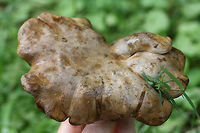 Ash Tree Bolete (Boletinellus merulioides) Growing in a moist, grassy/mossy area in an overgrown backyard habitat (below small maples, honeysuckle, and muscadine). Green ash trees are on the periphery of the yard but are a considerable distance from this location! <br />
--------<br />
Chemical analysis: <br />
KOH- Dark brown to red on pileus. Orange/brown on pores. Pale orange/pink on flesh. Ammonia-Magenta on pileus.<br />
--------<br />
The Ash Tree Bolete, as its common name implies, is typically found from summer through fall, wherever ashes can be found. Despite being found near ash trees, it is does not have a mycorrhizal relationship with these trees. Surprisingly, it is part of a symbiotic relationship with the Leafcurl Ash Aphid (Meliarhizophagus fraxinifolii). The mycelium of the Ash Tree Bolete form knotted tissue (sclerotia) which form a protective barrier for the aphid. In return, the aphid provides nutrients to the fungus via honeydew. <br />
<br />
https://www.jungledragon.com/image/64180/ash_tree_bolete_bolitinellus_merulioides.html<br />
https://www.jungledragon.com/image/64179/ash_tree_bolete_bolitinellus_merulioides.html<br />
https://www.jungledragon.com/image/64183/ash_tree_bolete_bolitinellus_merulioides.html Boletinellus merulioides,Bolitinellus merulioides,Geotagged,Summer,United States