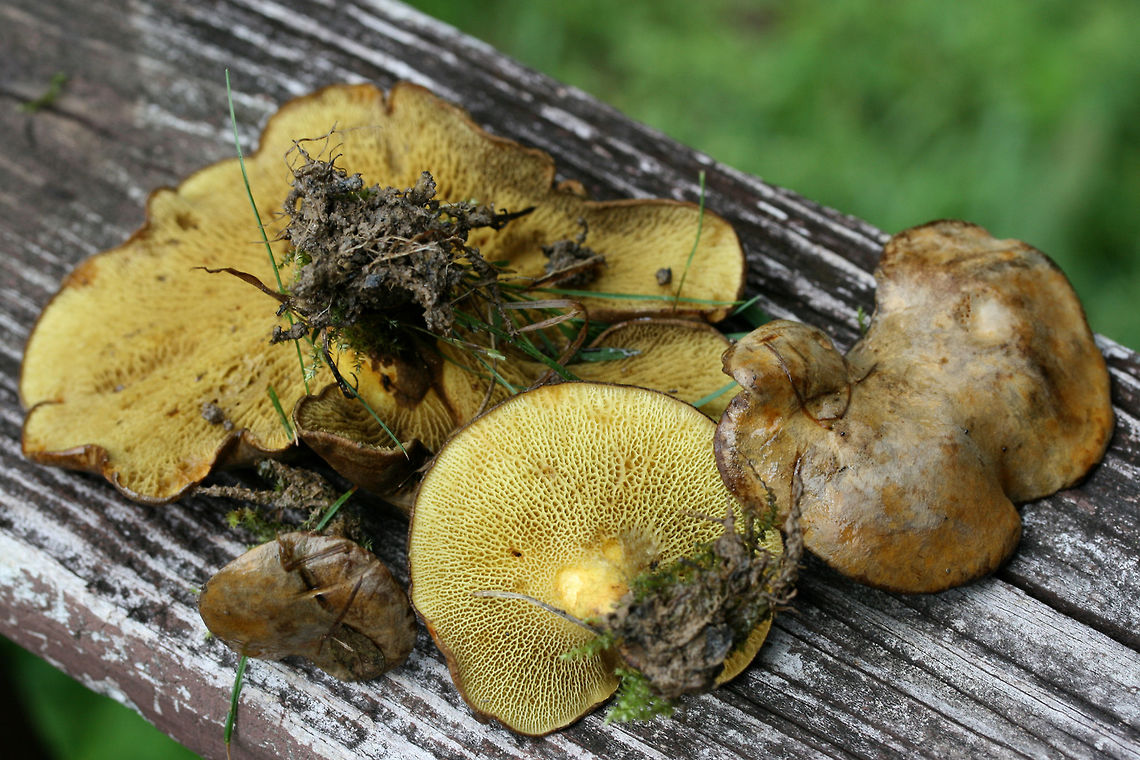 Ash Tree Bolete (Boletinellus merulioides) Growing in a moist, grassy/mossy area in an overgrown backyard habitat (below small maples, honeysuckle, and muscadine). Green ash trees are on the periphery of the yard but are a considerable distance from this location! <br />
--------<br />
Chemical analysis: <br />
KOH- Dark brown to red on pileus. Orange/brown on pores. Pale orange/pink on flesh. Ammonia-Magenta on pileus.<br />
--------<br />
The Ash Tree Bolete, as its common name implies, is typically found from summer through fall, wherever ashes can be found. Despite being found near ash trees, it is does not have a mycorrhizal relationship with these trees. Surprisingly, it is part of a symbiotic relationship with the Leafcurl Ash Aphid (Meliarhizophagus fraxinifolii). The mycelium of the Ash Tree Bolete form knotted tissue (sclerotia) which form a protective barrier for the aphid. In return, the aphid provides nutrients to the fungus via honeydew. <br />
<br />
<figure class="photo"><a href="https://www.jungledragon.com/image/64180/ash_tree_bolete_boletinellus_merulioides.html" title="Ash Tree Bolete (Boletinellus merulioides)"><img src="https://s3.amazonaws.com/media.jungledragon.com/images/3231/64180_thumb.jpg?AWSAccessKeyId=05GMT0V3GWVNE7GGM1R2&Expires=1759968010&Signature=U301T2O9WpeeKP02AA4xQxycK6Q%3D" width="200" height="134" alt="Ash Tree Bolete (Boletinellus merulioides) Growing in a moist, grassy/mossy area in an overgrown backyard habitat (below small maples, honeysuckle, and muscadine). Green ash trees are on the periphery of the yard but are a considerable distance from this location! <br />
--------<br />
Chemical analysis: <br />
KOH- Dark brown to red on pileus. Orange/brown on pores. Pale orange/pink on flesh. Ammonia-Magenta on pileus.<br />
--------<br />
The Ash Tree Bolete, as its common name implies, is typically found from summer through fall, wherever ashes can be found. Despite being found near ash trees, it is does not have a mycorrhizal relationship with these trees. Surprisingly, it is part of a symbiotic relationship with the Leafcurl Ash Aphid (Meliarhizophagus fraxinifolii). The mycelium of the Ash Tree Bolete form knotted tissue (sclerotia) which form a protective barrier for the aphid. In return, the aphid provides nutrients to the fungus via honeydew. <br />
<br />
https://www.jungledragon.com/image/64179/ash_tree_bolete_bolitinellus_merulioides.html<br />
https://www.jungledragon.com/image/64178/ash_tree_bolete_bolitinellus_merulioides.html<br />
https://www.jungledragon.com/image/64183/ash_tree_bolete_bolitinellus_merulioides.html Boletinellus merulioides,Bolitinellus merulioides,Geotagged,Summer,United States" /></a></figure><br />
<figure class="photo"><a href="https://www.jungledragon.com/image/64178/ash_tree_bolete_boletinellus_merulioides.html" title="Ash Tree Bolete (Boletinellus merulioides)"><img src="https://s3.amazonaws.com/media.jungledragon.com/images/3231/64178_thumb.jpg?AWSAccessKeyId=05GMT0V3GWVNE7GGM1R2&Expires=1759968010&Signature=bf6M0ulfC2VjT8mrEs49i%2B8yj8I%3D" width="200" height="134" alt="Ash Tree Bolete (Boletinellus merulioides) Growing in a moist, grassy/mossy area in an overgrown backyard habitat (below small maples, honeysuckle, and muscadine). Green ash trees are on the periphery of the yard but are a considerable distance from this location! <br />
--------<br />
Chemical analysis: <br />
KOH- Dark brown to red on pileus. Orange/brown on pores. Pale orange/pink on flesh. Ammonia-Magenta on pileus.<br />
--------<br />
The Ash Tree Bolete, as its common name implies, is typically found from summer through fall, wherever ashes can be found. Despite being found near ash trees, it is does not have a mycorrhizal relationship with these trees. Surprisingly, it is part of a symbiotic relationship with the Leafcurl Ash Aphid (Meliarhizophagus fraxinifolii). The mycelium of the Ash Tree Bolete form knotted tissue (sclerotia) which form a protective barrier for the aphid. In return, the aphid provides nutrients to the fungus via honeydew. <br />
<br />
https://www.jungledragon.com/image/64180/ash_tree_bolete_bolitinellus_merulioides.html<br />
https://www.jungledragon.com/image/64179/ash_tree_bolete_bolitinellus_merulioides.html<br />
https://www.jungledragon.com/image/64183/ash_tree_bolete_bolitinellus_merulioides.html Boletinellus merulioides,Bolitinellus merulioides,Geotagged,Summer,United States" /></a></figure><br />
<figure class="photo"><a href="https://www.jungledragon.com/image/64183/ash_tree_bolete_boletinellus_merulioides.html" title="Ash Tree Bolete (Boletinellus merulioides)"><img src="https://s3.amazonaws.com/media.jungledragon.com/images/3231/64183_thumb.jpg?AWSAccessKeyId=05GMT0V3GWVNE7GGM1R2&Expires=1759968010&Signature=avmr7jxBrPcbKX3Az%2FcU47yCCVc%3D" width="200" height="132" alt="Ash Tree Bolete (Boletinellus merulioides) Growing in a moist, grassy/mossy area in an overgrown backyard habitat (below small maples, honeysuckle, and muscadine). Green ash trees are on the periphery of the yard but are a considerable distance from this location! <br />
--------<br />
Chemical analysis: <br />
KOH- Dark brown to red on pileus. Orange/brown on pores. Pale orange/pink on flesh. Ammonia-Magenta on pileus.<br />
--------<br />
The Ash Tree Bolete, as its common name implies, is typically found from summer through fall, wherever ashes can be found. Despite being found near ash trees, it is does not have a mycorrhizal relationship with these trees. Surprisingly, it is part of a symbiotic relationship with the Leafcurl Ash Aphid (Meliarhizophagus fraxinifolii). The mycelium of the Ash Tree Bolete form knotted tissue (sclerotia) which form a protective barrier for the aphid. In return, the aphid provides nutrients to the fungus via honeydew. <br />
<br />
<br />
https://www.jungledragon.com/image/64180/ash_tree_bolete_bolitinellus_merulioides.html<br />
https://www.jungledragon.com/image/64178/ash_tree_bolete_bolitinellus_merulioides.html<br />
https://www.jungledragon.com/image/64179/ash_tree_bolete_bolitinellus_merulioides.html Boletinellus merulioides,Bolitinellus merulioides,Geotagged,Summer,United States" /></a></figure> Boletinellus merulioides,Bolitinellus merulioides,Geotagged,Summer,United States