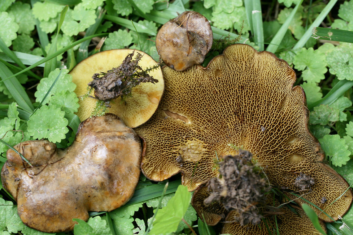 Ash Tree Bolete (Boletinellus merulioides) Growing in a moist, grassy/mossy area in an overgrown backyard habitat (below small maples, honeysuckle, and muscadine). Green ash trees are on the periphery of the yard but are a considerable distance from this location! <br />
--------<br />
Chemical analysis: <br />
KOH- Dark brown to red on pileus. Orange/brown on pores. Pale orange/pink on flesh. Ammonia-Magenta on pileus.<br />
--------<br />
The Ash Tree Bolete, as its common name implies, is typically found from summer through fall, wherever ashes can be found. Despite being found near ash trees, it is does not have a mycorrhizal relationship with these trees. Surprisingly, it is part of a symbiotic relationship with the Leafcurl Ash Aphid (Meliarhizophagus fraxinifolii). The mycelium of the Ash Tree Bolete form knotted tissue (sclerotia) which form a protective barrier for the aphid. In return, the aphid provides nutrients to the fungus via honeydew. <br />
<br />
<figure class="photo"><a href="https://www.jungledragon.com/image/64179/ash_tree_bolete_boletinellus_merulioides.html" title="Ash Tree Bolete (Boletinellus merulioides)"><img src="https://s3.amazonaws.com/media.jungledragon.com/images/3231/64179_thumb.jpg?AWSAccessKeyId=05GMT0V3GWVNE7GGM1R2&Expires=1759968010&Signature=WGiCcy%2BLzjuY1%2Bts4tBdqp8PkNM%3D" width="200" height="134" alt="Ash Tree Bolete (Boletinellus merulioides) Growing in a moist, grassy/mossy area in an overgrown backyard habitat (below small maples, honeysuckle, and muscadine). Green ash trees are on the periphery of the yard but are a considerable distance from this location! <br />
--------<br />
Chemical analysis: <br />
KOH- Dark brown to red on pileus. Orange/brown on pores. Pale orange/pink on flesh. Ammonia-Magenta on pileus.<br />
--------<br />
The Ash Tree Bolete, as its common name implies, is typically found from summer through fall, wherever ashes can be found. Despite being found near ash trees, it is does not have a mycorrhizal relationship with these trees. Surprisingly, it is part of a symbiotic relationship with the Leafcurl Ash Aphid (Meliarhizophagus fraxinifolii). The mycelium of the Ash Tree Bolete form knotted tissue (sclerotia) which form a protective barrier for the aphid. In return, the aphid provides nutrients to the fungus via honeydew. <br />
<br />
https://www.jungledragon.com/image/64180/ash_tree_bolete_bolitinellus_merulioides.html<br />
https://www.jungledragon.com/image/64178/ash_tree_bolete_bolitinellus_merulioides.html<br />
https://www.jungledragon.com/image/64183/ash_tree_bolete_bolitinellus_merulioides.html Boletinellus merulioides,Bolitinellus merulioides,Geotagged,Summer,United States" /></a></figure><br />
<figure class="photo"><a href="https://www.jungledragon.com/image/64178/ash_tree_bolete_boletinellus_merulioides.html" title="Ash Tree Bolete (Boletinellus merulioides)"><img src="https://s3.amazonaws.com/media.jungledragon.com/images/3231/64178_thumb.jpg?AWSAccessKeyId=05GMT0V3GWVNE7GGM1R2&Expires=1759968010&Signature=bf6M0ulfC2VjT8mrEs49i%2B8yj8I%3D" width="200" height="134" alt="Ash Tree Bolete (Boletinellus merulioides) Growing in a moist, grassy/mossy area in an overgrown backyard habitat (below small maples, honeysuckle, and muscadine). Green ash trees are on the periphery of the yard but are a considerable distance from this location! <br />
--------<br />
Chemical analysis: <br />
KOH- Dark brown to red on pileus. Orange/brown on pores. Pale orange/pink on flesh. Ammonia-Magenta on pileus.<br />
--------<br />
The Ash Tree Bolete, as its common name implies, is typically found from summer through fall, wherever ashes can be found. Despite being found near ash trees, it is does not have a mycorrhizal relationship with these trees. Surprisingly, it is part of a symbiotic relationship with the Leafcurl Ash Aphid (Meliarhizophagus fraxinifolii). The mycelium of the Ash Tree Bolete form knotted tissue (sclerotia) which form a protective barrier for the aphid. In return, the aphid provides nutrients to the fungus via honeydew. <br />
<br />
https://www.jungledragon.com/image/64180/ash_tree_bolete_bolitinellus_merulioides.html<br />
https://www.jungledragon.com/image/64179/ash_tree_bolete_bolitinellus_merulioides.html<br />
https://www.jungledragon.com/image/64183/ash_tree_bolete_bolitinellus_merulioides.html Boletinellus merulioides,Bolitinellus merulioides,Geotagged,Summer,United States" /></a></figure><br />
<figure class="photo"><a href="https://www.jungledragon.com/image/64183/ash_tree_bolete_boletinellus_merulioides.html" title="Ash Tree Bolete (Boletinellus merulioides)"><img src="https://s3.amazonaws.com/media.jungledragon.com/images/3231/64183_thumb.jpg?AWSAccessKeyId=05GMT0V3GWVNE7GGM1R2&Expires=1759968010&Signature=avmr7jxBrPcbKX3Az%2FcU47yCCVc%3D" width="200" height="132" alt="Ash Tree Bolete (Boletinellus merulioides) Growing in a moist, grassy/mossy area in an overgrown backyard habitat (below small maples, honeysuckle, and muscadine). Green ash trees are on the periphery of the yard but are a considerable distance from this location! <br />
--------<br />
Chemical analysis: <br />
KOH- Dark brown to red on pileus. Orange/brown on pores. Pale orange/pink on flesh. Ammonia-Magenta on pileus.<br />
--------<br />
The Ash Tree Bolete, as its common name implies, is typically found from summer through fall, wherever ashes can be found. Despite being found near ash trees, it is does not have a mycorrhizal relationship with these trees. Surprisingly, it is part of a symbiotic relationship with the Leafcurl Ash Aphid (Meliarhizophagus fraxinifolii). The mycelium of the Ash Tree Bolete form knotted tissue (sclerotia) which form a protective barrier for the aphid. In return, the aphid provides nutrients to the fungus via honeydew. <br />
<br />
<br />
https://www.jungledragon.com/image/64180/ash_tree_bolete_bolitinellus_merulioides.html<br />
https://www.jungledragon.com/image/64178/ash_tree_bolete_bolitinellus_merulioides.html<br />
https://www.jungledragon.com/image/64179/ash_tree_bolete_bolitinellus_merulioides.html Boletinellus merulioides,Bolitinellus merulioides,Geotagged,Summer,United States" /></a></figure> Boletinellus merulioides,Bolitinellus merulioides,Geotagged,Summer,United States