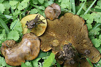 Ash Tree Bolete (Boletinellus merulioides) Growing in a moist, grassy/mossy area in an overgrown backyard habitat (below small maples, honeysuckle, and muscadine). Green ash trees are on the periphery of the yard but are a considerable distance from this location! <br />
--------<br />
Chemical analysis: <br />
KOH- Dark brown to red on pileus. Orange/brown on pores. Pale orange/pink on flesh. Ammonia-Magenta on pileus.<br />
--------<br />
The Ash Tree Bolete, as its common name implies, is typically found from summer through fall, wherever ashes can be found. Despite being found near ash trees, it is does not have a mycorrhizal relationship with these trees. Surprisingly, it is part of a symbiotic relationship with the Leafcurl Ash Aphid (Meliarhizophagus fraxinifolii). The mycelium of the Ash Tree Bolete form knotted tissue (sclerotia) which form a protective barrier for the aphid. In return, the aphid provides nutrients to the fungus via honeydew. <br />
<br />
https://www.jungledragon.com/image/64179/ash_tree_bolete_bolitinellus_merulioides.html<br />
https://www.jungledragon.com/image/64178/ash_tree_bolete_bolitinellus_merulioides.html<br />
https://www.jungledragon.com/image/64183/ash_tree_bolete_bolitinellus_merulioides.html Boletinellus merulioides,Bolitinellus merulioides,Geotagged,Summer,United States