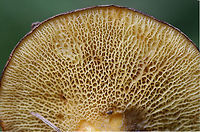 Ash Tree Bolete (Boletinellus merulioides) Growing in a moist, grassy/mossy area in an overgrown backyard habitat (below small maples, honeysuckle, and muscadine). Green ash trees are on the periphery of the yard but are a considerable distance from this location! <br />
--------<br />
Chemical analysis: <br />
KOH- Dark brown to red on pileus. Orange/brown on pores. Pale orange/pink on flesh. Ammonia-Magenta on pileus.<br />
--------<br />
The Ash Tree Bolete, as its common name implies, is typically found from summer through fall, wherever ashes can be found. Despite being found near ash trees, it is does not have a mycorrhizal relationship with these trees. Surprisingly, it is part of a symbiotic relationship with the Leafcurl Ash Aphid (Meliarhizophagus fraxinifolii). The mycelium of the Ash Tree Bolete form knotted tissue (sclerotia) which form a protective barrier for the aphid. In return, the aphid provides nutrients to the fungus via honeydew. <br />
<br />
<br />
https://www.jungledragon.com/image/64180/ash_tree_bolete_bolitinellus_merulioides.html<br />
https://www.jungledragon.com/image/64178/ash_tree_bolete_bolitinellus_merulioides.html<br />
https://www.jungledragon.com/image/64179/ash_tree_bolete_bolitinellus_merulioides.html Boletinellus merulioides,Bolitinellus merulioides,Geotagged,Summer,United States