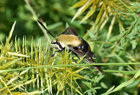 Snowberry Clearwing (Hemaris diffinis) Resting on Cyperus sp., but was initially nectaring on Buttonweed (Diodia virginiana). This was photographed after the sunshine came out after a long week of heavy rains!

The Snowberry Clearwing is a hummingbird mimic and even emits a similar "humming" noise whilst beating its wings. One of the proposed reasons for this mimicry is the avoidance of predation by insectivorous birds. Being diurnal puts this moth even more at risk for predation, so mimicking a hummingbird would prove advantageous!

https://www.jungledragon.com/image/64194/snowberry_clearwing_hemaris_diffinis.html
https://www.jungledragon.com/image/64195/snowberry_clearwing_hemaris_diffinis.html Geotagged,Hemaris diffinis,Snowberry Clearwing,Summer,United States
