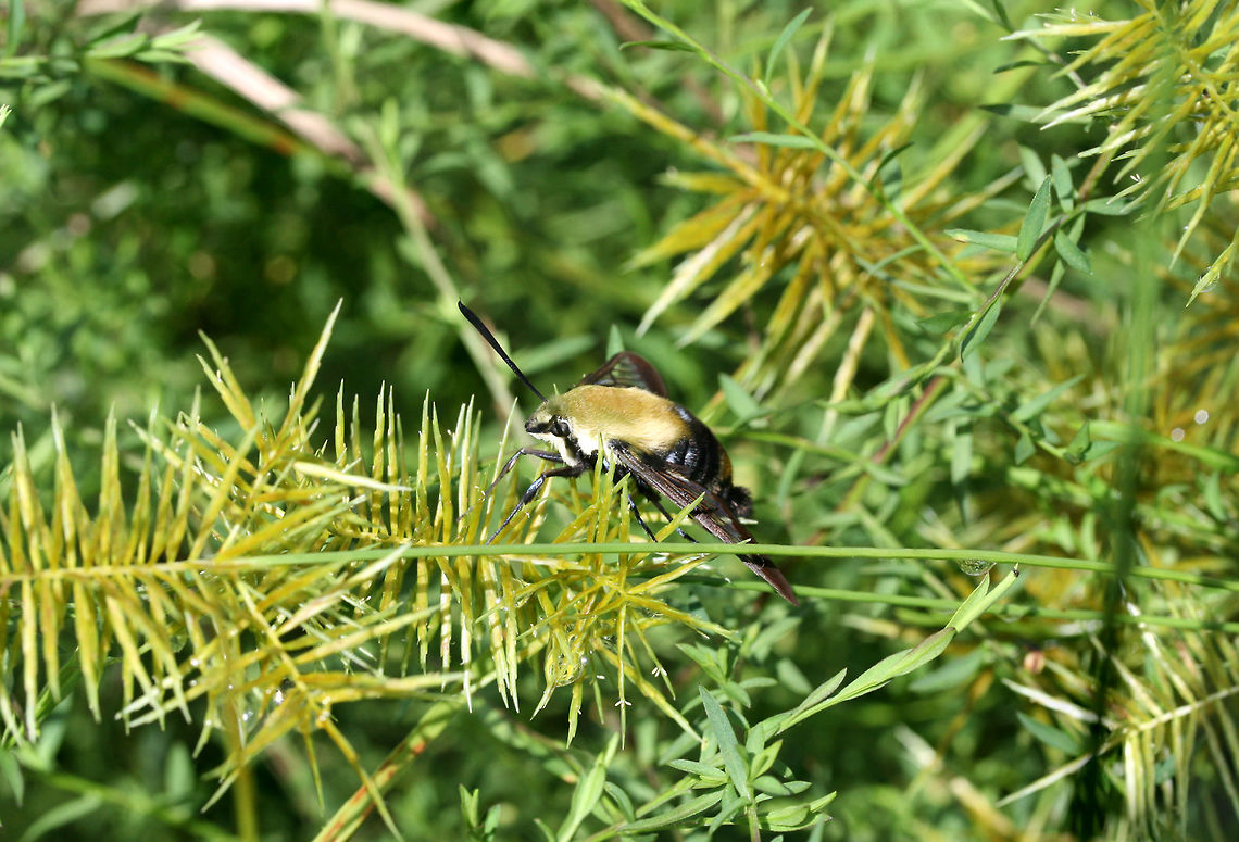Snowberry Clearwing (Hemaris diffinis) Resting on Cyperus sp., but was initially nectaring on Buttonweed (Diodia virginiana). This was photographed after the sunshine came out after a long week of heavy rains!<br />
<br />
The Snowberry Clearwing is a hummingbird mimic and even emits a similar &quot;humming&quot; noise whilst beating its wings. One of the proposed reasons for this mimicry is the avoidance of predation by insectivorous birds. Being diurnal puts this moth even more at risk for predation, so mimicking a hummingbird would prove advantageous!<br />
<br />
<figure class="photo"><a href="https://www.jungledragon.com/image/64195/snowberry_clearwing_hemaris_diffinis.html" title="Snowberry Clearwing (Hemaris diffinis)"><img src="https://s3.amazonaws.com/media.jungledragon.com/images/3231/64195_thumb.jpg?AWSAccessKeyId=05GMT0V3GWVNE7GGM1R2&Expires=1759968010&Signature=h4MWs95FZNroGp9nqQoDjvLNEfI%3D" width="200" height="136" alt="Snowberry Clearwing (Hemaris diffinis) Resting on Cyperus sp., but was initially nectaring on Buttonweed (Diodia virginiana). This was photographed after the sunshine came out after a long week of heavy rains!<br />
<br />
The Snowberry Clearwing is a hummingbird mimic and even emits a similar &quot;humming&quot; noise whilst beating its wings. One of the proposed reasons for this mimicry is the avoidance of predation by insectivorous birds. Being diurnal puts this moth even more at risk for predation, so mimicking a hummingbird would prove advantageous!<br />
<br />
https://www.jungledragon.com/image/64194/snowberry_clearwing_hemaris_diffinis.html<br />
https://www.jungledragon.com/image/64193/snowberry_clearwing_hemaris_diffinis.html Geotagged,Hemaris diffinis,Snowberry Clearwing,Summer,United States" /></a></figure><br />
<figure class="photo"><a href="https://www.jungledragon.com/image/64193/snowberry_clearwing_hemaris_diffinis.html" title="Snowberry Clearwing (Hemaris diffinis)"><img src="https://s3.amazonaws.com/media.jungledragon.com/images/3231/64193_thumb.jpg?AWSAccessKeyId=05GMT0V3GWVNE7GGM1R2&Expires=1759968010&Signature=WYsALqw0J6754J6T97wl2fIcLoY%3D" width="200" height="136" alt="Snowberry Clearwing (Hemaris diffinis) Resting on Cyperus sp., but was initially nectaring on Buttonweed (Diodia virginiana). This was photographed after the sunshine came out after a long week of heavy rains!<br />
<br />
The Snowberry Clearwing is a hummingbird mimic and even emits a similar &quot;humming&quot; noise whilst beating its wings. One of the proposed reasons for this mimicry is the avoidance of predation by insectivorous birds. Being diurnal puts this moth even more at risk for predation, so mimicking a hummingbird would prove advantageous!<br />
<br />
https://www.jungledragon.com/image/64194/snowberry_clearwing_hemaris_diffinis.html<br />
https://www.jungledragon.com/image/64195/snowberry_clearwing_hemaris_diffinis.html Geotagged,Hemaris diffinis,Snowberry Clearwing,Summer,United States" /></a></figure> Geotagged,Hemaris diffinis,Snowberry Clearwing,United States