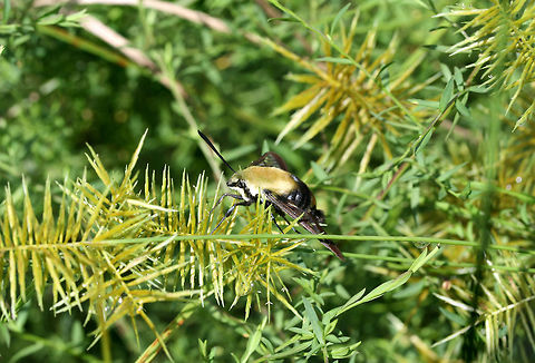 Snowberry Clearwing (Hemaris diffinis) Resting on Cyperus sp., but was initially nectaring on Buttonweed (Diodia virginiana). This was photographed after the sunshine came out after a long week of heavy rains!

The Snowberry Clearwing is a hummingbird mimic and even emits a similar "humming" noise whilst beating its wings. One of the proposed reasons for this mimicry is the avoidance of predation by insectivorous birds. Being diurnal puts this moth even more at risk for predation, so mimicking a hummingbird would prove advantageous!

https://www.jungledragon.com/image/64195/snowberry_clearwing_hemaris_diffinis.html
https://www.jungledragon.com/image/64193/snowberry_clearwing_hemaris_diffinis.html Geotagged,Hemaris diffinis,Snowberry Clearwing,United States