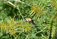 Snowberry Clearwing (Hemaris diffinis) Resting on Cyperus sp., but was initially nectaring on Buttonweed (Diodia virginiana). This was photographed after the sunshine came out after a long week of heavy rains!<br />
<br />
The Snowberry Clearwing is a hummingbird mimic and even emits a similar "humming" noise whilst beating its wings. One of the proposed reasons for this mimicry is the avoidance of predation by insectivorous birds. Being diurnal puts this moth even more at risk for predation, so mimicking a hummingbird would prove advantageous!<br />
<br />
https://www.jungledragon.com/image/64195/snowberry_clearwing_hemaris_diffinis.html<br />
https://www.jungledragon.com/image/64193/snowberry_clearwing_hemaris_diffinis.html Geotagged,Hemaris diffinis,Snowberry Clearwing,United States