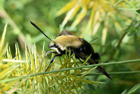 Snowberry Clearwing (Hemaris diffinis) Resting on Cyperus sp., but was initially nectaring on Buttonweed (Diodia virginiana). This was photographed after the sunshine came out after a long week of heavy rains!

The Snowberry Clearwing is a hummingbird mimic and even emits a similar "humming" noise whilst beating its wings. One of the proposed reasons for this mimicry is the avoidance of predation by insectivorous birds. Being diurnal puts this moth even more at risk for predation, so mimicking a hummingbird would prove advantageous!

https://www.jungledragon.com/image/64194/snowberry_clearwing_hemaris_diffinis.html
https://www.jungledragon.com/image/64193/snowberry_clearwing_hemaris_diffinis.html Geotagged,Hemaris diffinis,Snowberry Clearwing,Summer,United States