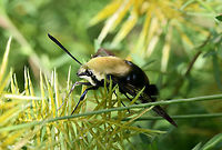 Snowberry Clearwing (Hemaris diffinis) Resting on Cyperus sp., but was initially nectaring on Buttonweed (Diodia virginiana). This was photographed after the sunshine came out after a long week of heavy rains!<br />
<br />
The Snowberry Clearwing is a hummingbird mimic and even emits a similar "humming" noise whilst beating its wings. One of the proposed reasons for this mimicry is the avoidance of predation by insectivorous birds. Being diurnal puts this moth even more at risk for predation, so mimicking a hummingbird would prove advantageous!<br />
<br />
https://www.jungledragon.com/image/64194/snowberry_clearwing_hemaris_diffinis.html<br />
https://www.jungledragon.com/image/64193/snowberry_clearwing_hemaris_diffinis.html Geotagged,Hemaris diffinis,Snowberry Clearwing,Summer,United States