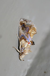 Moonseed Moth (Plusiodonta compressipalpis) At porch lights near an overgrown backyard habitat in NW Georgia (Gordon County), US. Geotagged,Moonseed moth,Plusiodonta compressipalpis,Summer,United States