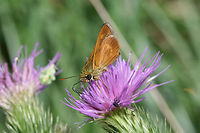 Southern Broken-Dash (Wallengrenia otho) Hesperiid butterfly nectaring on Bull Thistle (Cirsium vulgare) in an overgrown backyard habitat. Came out with the sunshine after a week of heavy rains! Not 100 percent sure on this ID, but it is the closest I have gotten so far!<br />
https://www.jungledragon.com/image/64259/southern_broken-dash_wallengrenia_otho.html<br />
<br />
For comparison, go here:<br />
http://butterfliesofamerica.com/wallengrenia_o_otho.htm Geotagged,Summer,United States,Wallengrenia otho