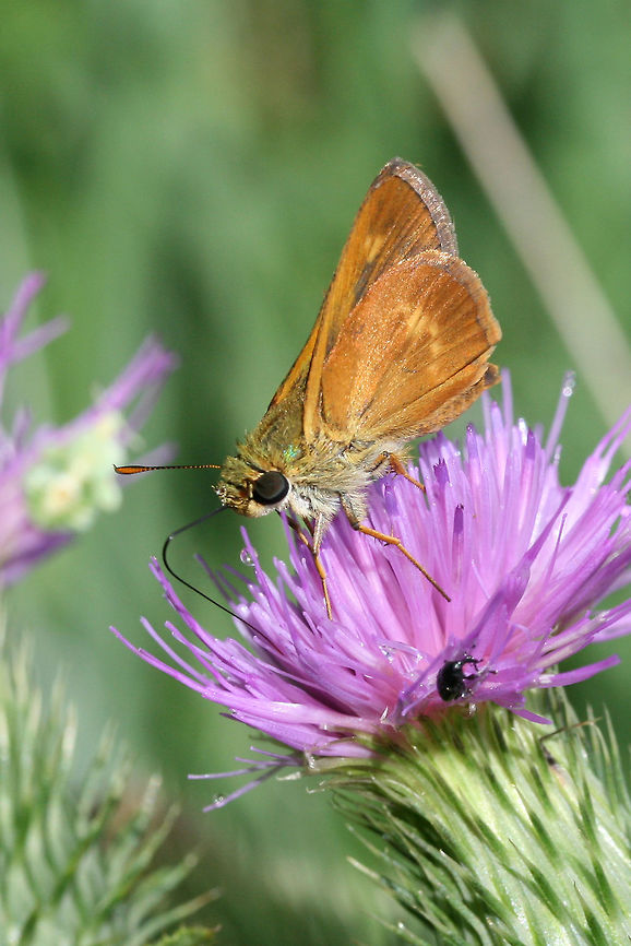 Southern Broken-Dash (Wallengrenia otho) Hesperiid butterfly nectaring on Bull Thistle (Cirsium vulgare) in an overgrown backyard habitat. Came out with the sunshine after a week of heavy rains Not 100 percent sure on this ID, but it is the closest I have gotten so far!<br />
<figure class="photo"><a href="https://www.jungledragon.com/image/64258/southern_broken-dash_wallengrenia_otho.html" title="Southern Broken-Dash (Wallengrenia otho)"><img src="https://s3.amazonaws.com/media.jungledragon.com/images/3231/64258_thumb.jpg?AWSAccessKeyId=05GMT0V3GWVNE7GGM1R2&Expires=1759968010&Signature=xCQw3wUohGRgMU2Cl%2BgrSLeC0GE%3D" width="200" height="134" alt="Southern Broken-Dash (Wallengrenia otho) Hesperiid butterfly nectaring on Bull Thistle (Cirsium vulgare) in an overgrown backyard habitat. Came out with the sunshine after a week of heavy rains! Not 100 percent sure on this ID, but it is the closest I have gotten so far!<br />
https://www.jungledragon.com/image/64259/southern_broken-dash_wallengrenia_otho.html<br />
<br />
For comparison, go here:<br />
http://butterfliesofamerica.com/wallengrenia_o_otho.htm Geotagged,Summer,United States,Wallengrenia otho" /></a></figure><br />
For comparison, go here:<br />
<a href="http://butterfliesofamerica.com/wallengrenia_o_otho.htm" rel="nofollow">http://butterfliesofamerica.com/wallengrenia_o_otho.htm</a> Geotagged,Summer,United States,Wallengrenia otho