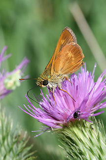 Southern Broken-Dash (Wallengrenia otho) Hesperiid butterfly nectaring on Bull Thistle (Cirsium vulgare) in an overgrown backyard habitat. Came out with the sunshine after a week of heavy rains Not 100 percent sure on this ID, but it is the closest I have gotten so far!
https://www.jungledragon.com/image/64258/southern_broken-dash_wallengrenia_otho.html
For comparison, go here:
http://butterfliesofamerica.com/wallengrenia_o_otho.htm Geotagged,Summer,United States,Wallengrenia otho
