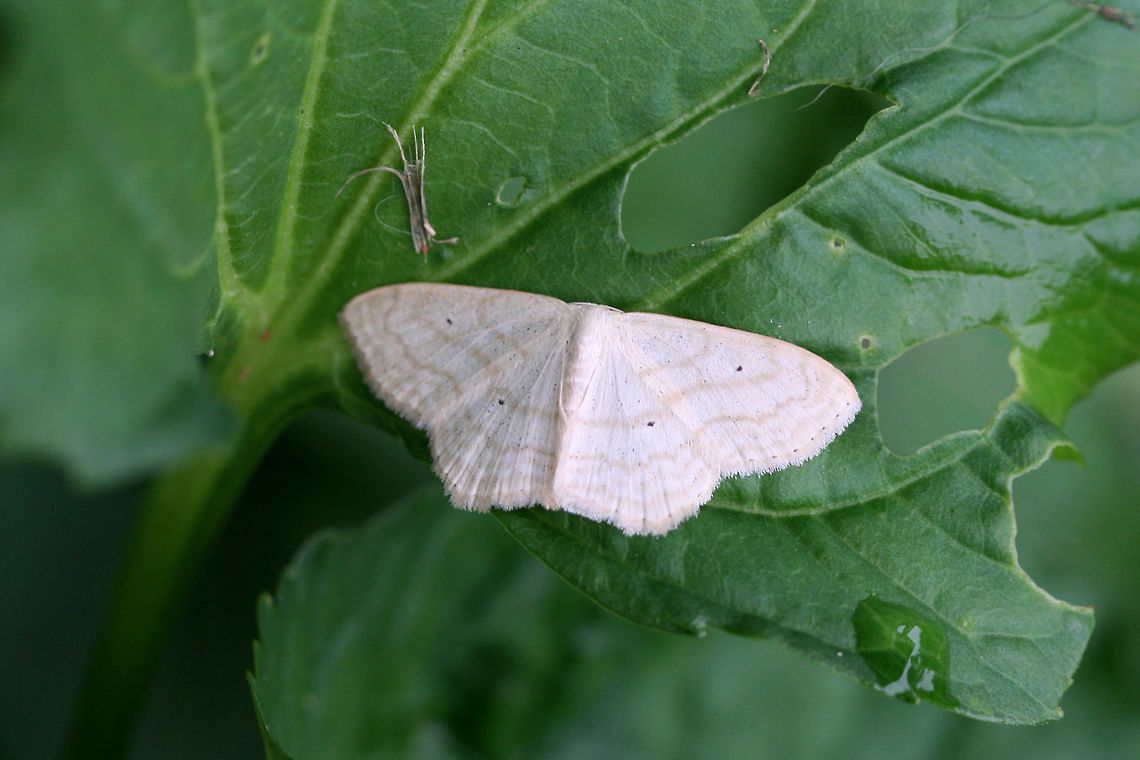 Large Lace Border Moth (Scopula limboundata) Scopula inductata or limboundata? I&#039;m pretty sure this is S. limboundata, but I will update it if I hear any different. <br />
<br />
Resting on Common Blue Violet (Viola sororia). Geotagged,Large Lace-border,Scopula limboundata,Summer,United States