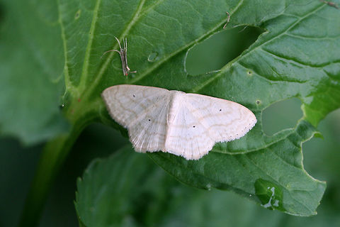 Large Lace Border Moth (Scopula limboundata) Scopula inductata or limboundata? I'm pretty sure this is S. limboundata, but I will update it if I hear any different. 

Resting on Common Blue Violet (Viola sororia). Geotagged,Large Lace-border,Scopula limboundata,Summer,United States