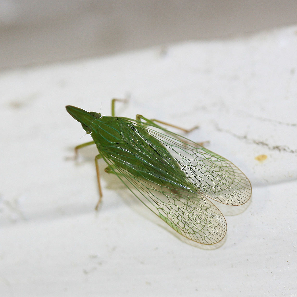 Dictyopharid Planthopper (Rhynchomitra microrhina) At porchlights near a backyard habitat. Geotagged,Rhynchomitra microrhina,Summer,United States